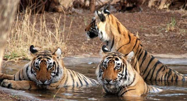 Wild Uttaranchal Tour