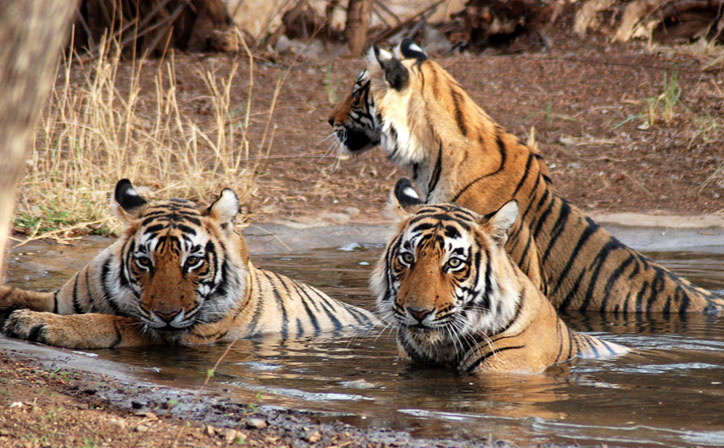 Ranthambore Tour